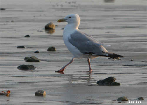 Stepping Out by Bob See