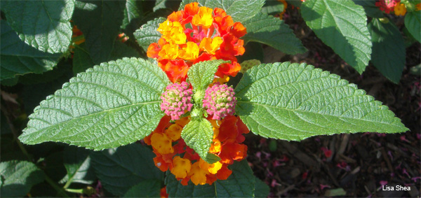 Lantana Taking Flight by Lisa Shea