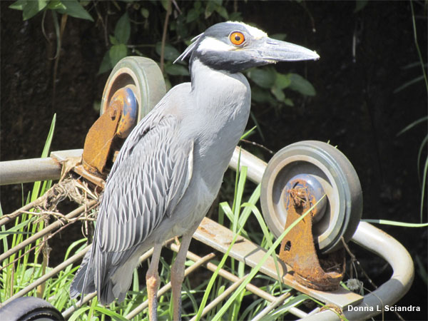 Urban Bird by Donna L Sciandra